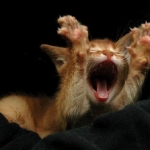 Dublin, Ireland - TRE workshop - *Stretch-Your-Boundaries*