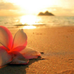 HONOLULU, Hawai'i - TRE Intro Workshop (open to general public)