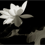 HONOLULU, Hawai'i - 2-PART TRE Intro Workshop (open to general public)