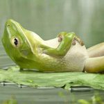 Dublin, Ireland - Full-day TRE workshop