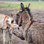 New Jersey TRE & Equine-Assisted Therapy