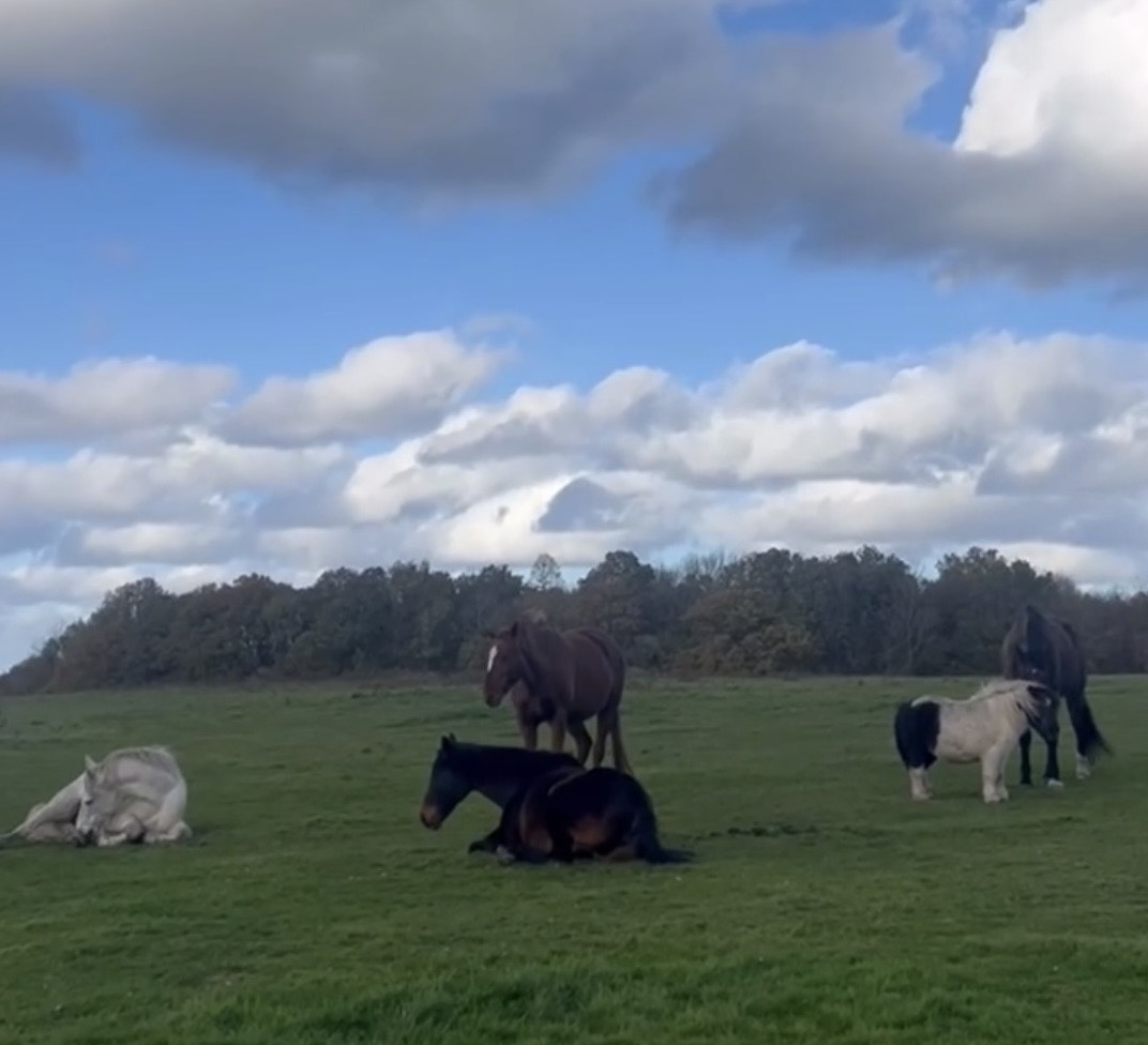 TRE with the Herd